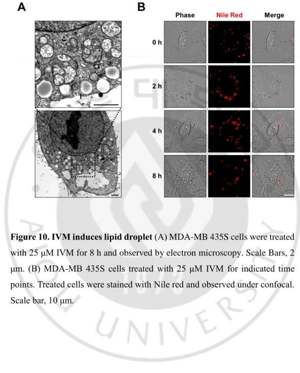 Figure 10. IVM induces lipid droplet (A) MDA-MB 435S cells were treated 