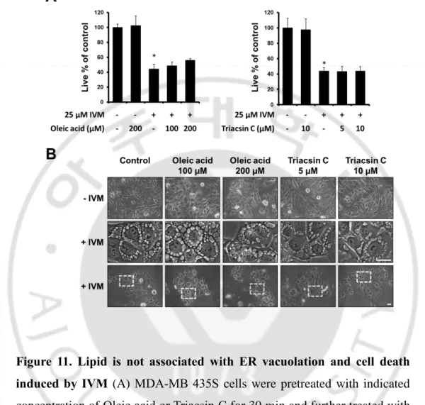 Figure  11.  Lipid  is  not  associated  with  ER  vacuolation  and  cell  death  induced by IVM  (A) MDA-MB 435S  cells  were pretreated  with  indicated 