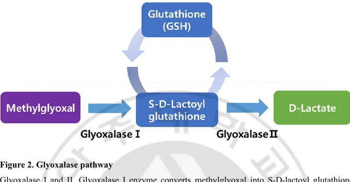 Figure 2. Glyoxalase pathway 