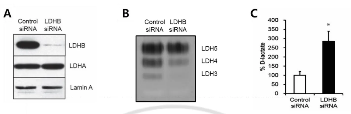Figure 6. LDHB knockdown HL-1cells increased D-lactate level 