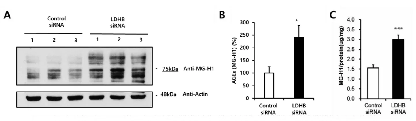Figure 8. LDHB Knockdown increased MG-H1(AGEs) in HL-1 cell 