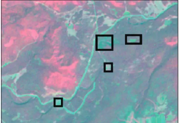 Figure 7. Dieback area. 고사지역