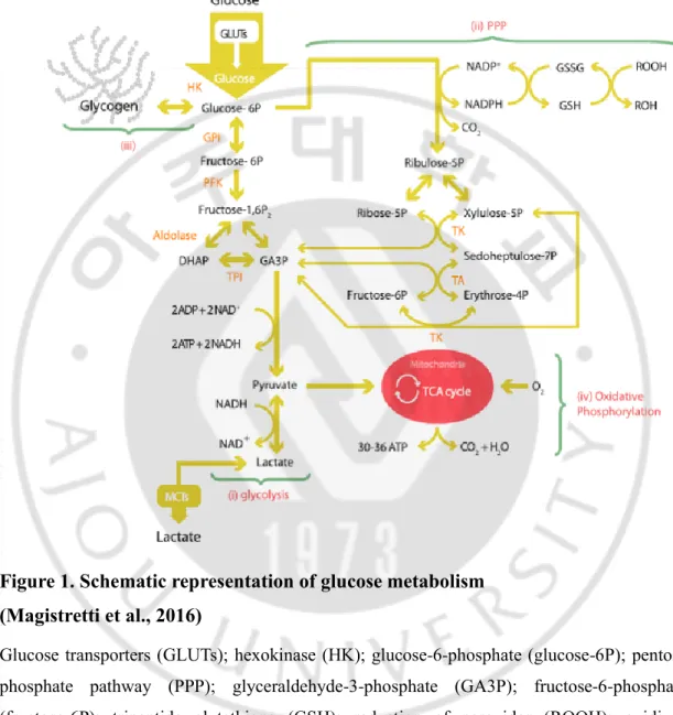 Figure 1. Schematic representation of glucose metabolism  (Magistretti et al., 2016) 