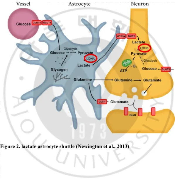 Figure 2. lactate astrocyte shuttle (Newington et al., 2013) 