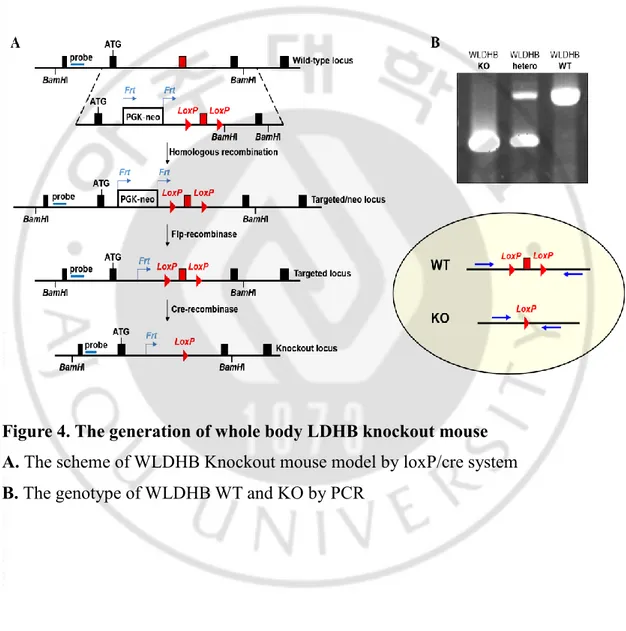 Figure 4. The generation of whole body LDHB knockout mouse  A. The scheme of WLDHB Knockout mouse model by loxP/cre system  B