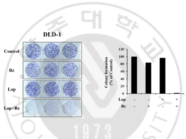 Figure  3.Effect  of  loperamide  plus  bortezomib  on  the  long-term  survival  of  DLD-1  cells.DLD-1  cells  were  treated  with  20  μM  loperamide  plus  40  nM  bortezomib  for  4  h  and 