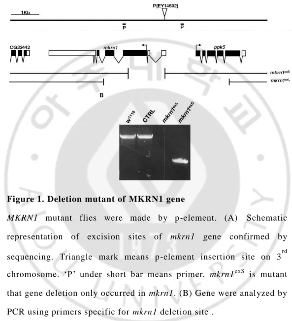 Figure 1. Deletion mutant of MKRN1 gene 