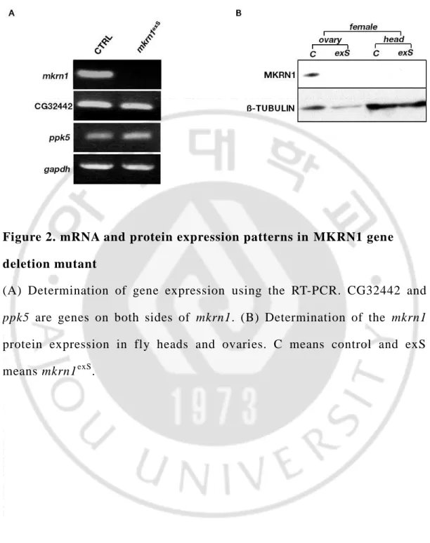 Figure 2. mRNA and protein expression patterns in  MKRN1 gene  deletion mutant 