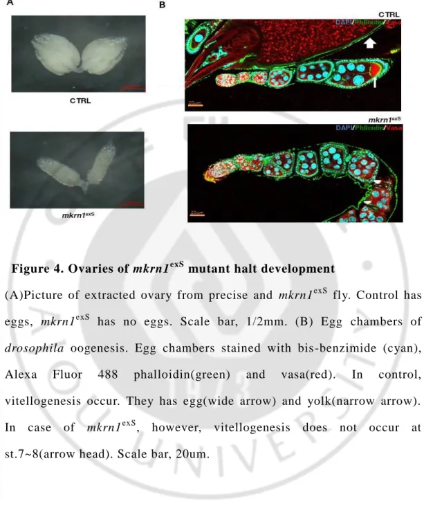 Figure 4. Ovaries of mkrn1 exS  mutant halt development 