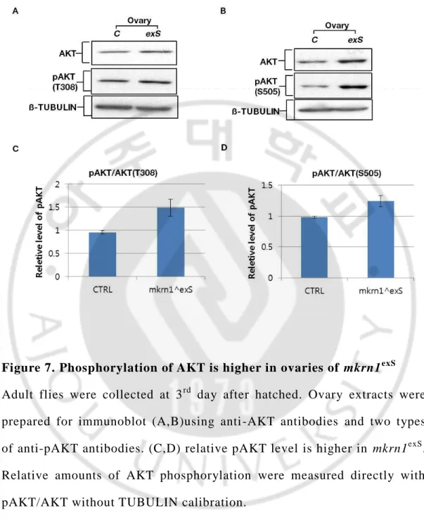 Figure 7. Phosphorylation of AKT is higher in ovaries of  mkrn1 exS 