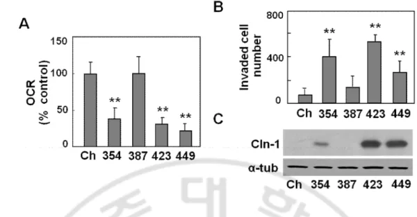 Fig.  1.  Cln-1  is  highly  expressed  in  invasive  SNU  hepatoma  cells  with  mitochondrial  dysfunction