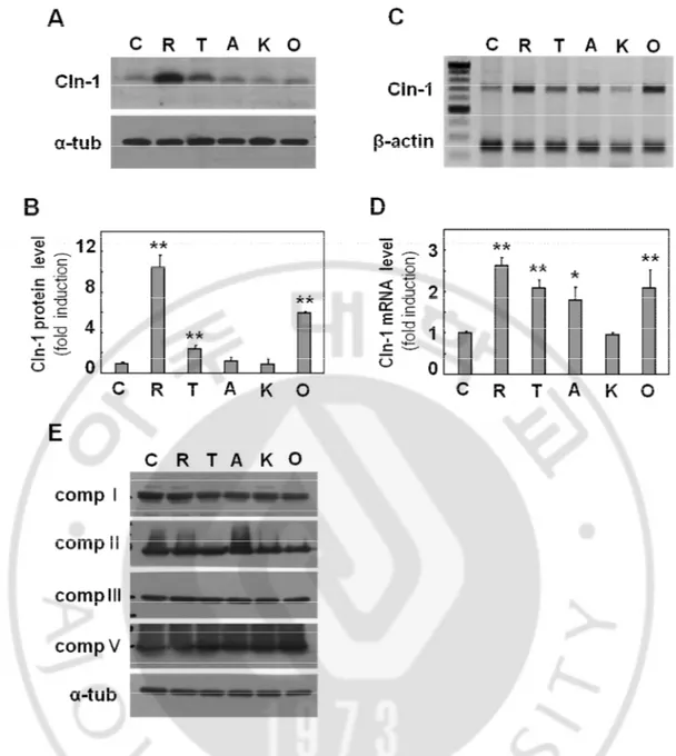 Fig. 3. Respiratory dysfunction induces Cln-1 expression at transcriptional level. A-D)  Chang clone was challenged with 5 μM Rotenone (R), 200 μM TTFA (T), 5 μM antimycin  A  (A),  5  mM  KCN  (K)  or  5  μM  oligomycin  (O)  for  12h