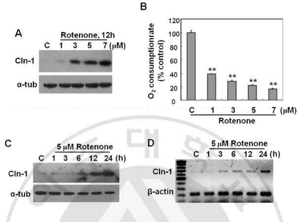 Fig.  4.  Respiratory  dysfunction  by  complex  I  inhibition  induces  effectively  Cln-1  expression  at  transcriptional  level