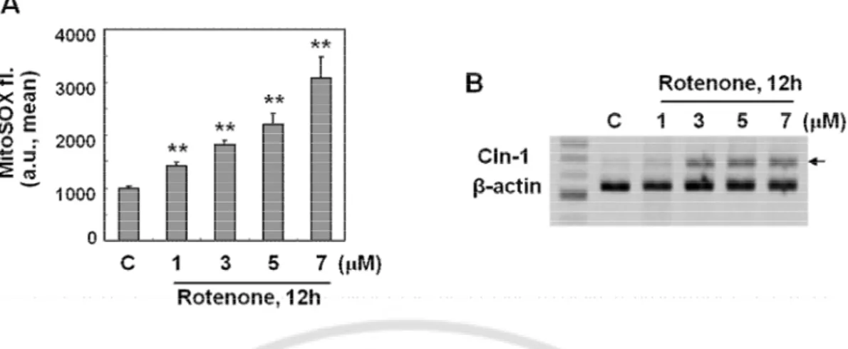 Fig. 5.    Mitochondrial ROS induced by complex I defect is the mediator to induce Cln- Cln-1  expression
