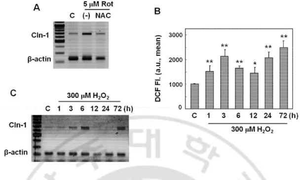 Fig.  6.  Intracellular  ROS  is  the  mediator  to  induce  Cln-1  expression.  A)  Chang  clone  was  challenged  with  5  μM  rotenone  for  12h  with  or  without  pretreatment  of  NAC  for  6h