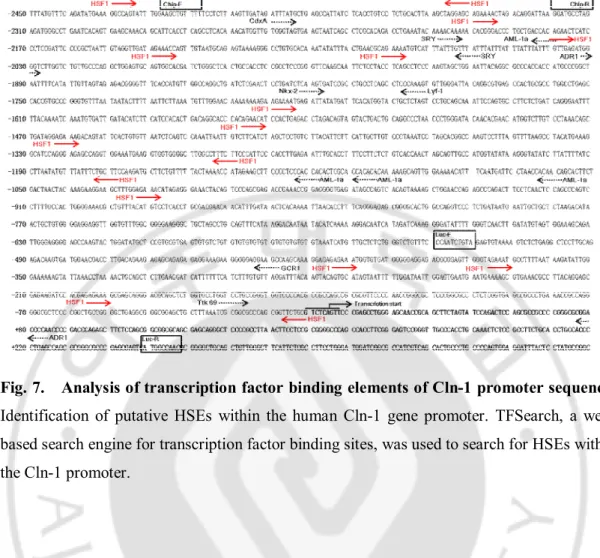 Fig. 7.    Analysis of transcription factor binding elements of Cln-1 promoter sequence