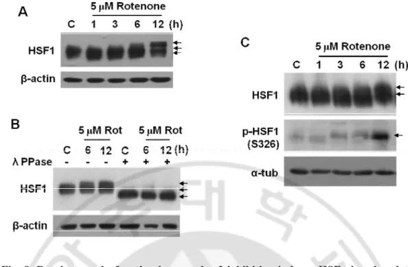 Fig.  8.  Respiratory  dysfunction  by  complex  I  inhibition  induces  HSF  phosphorylation  (activation)