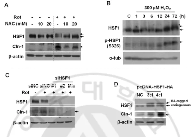 Fig. 9. ROS-mediated HSF phosphorylation (activation) is involved in Cln-1 expression