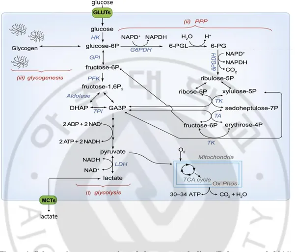 Figure 1. Schematic representation of glucose metabolism (Belanger et al, 2011). 