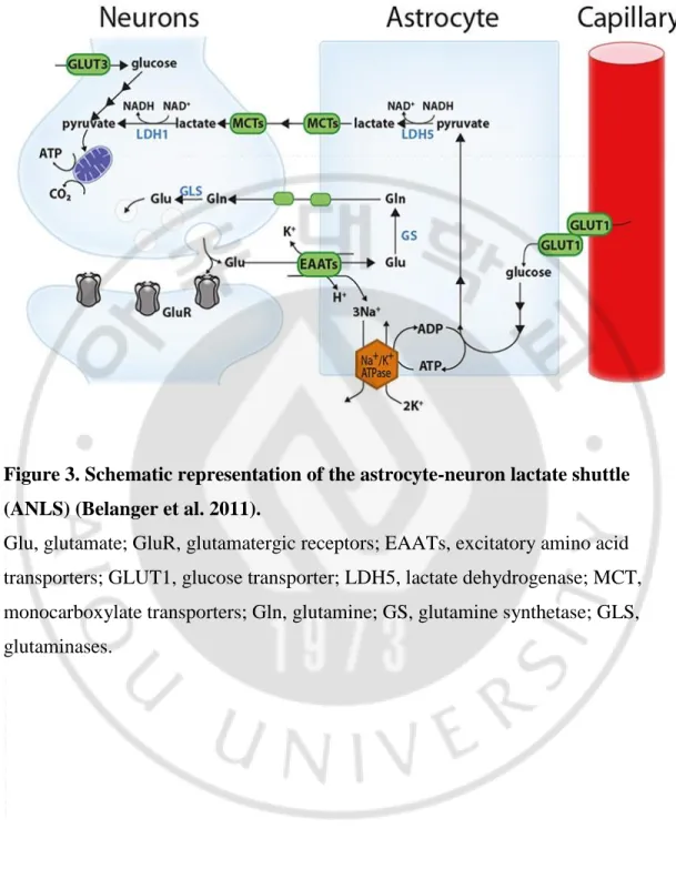 Figure 3. Schematic representation of the astrocyte-neuron lactate shuttle  (ANLS) (Belanger et al
