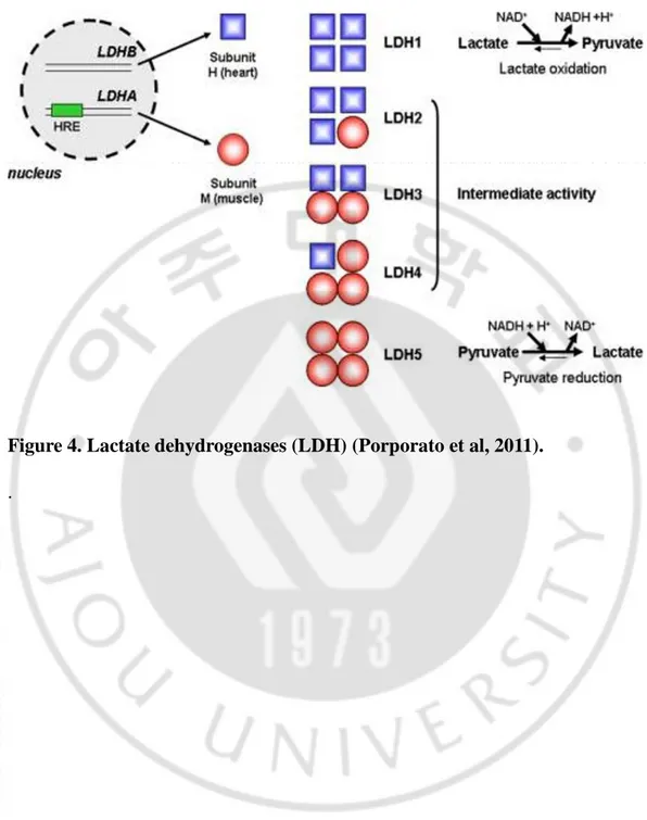 Figure 4. Lactate dehydrogenases (LDH) (Porporato et al, 2011). 