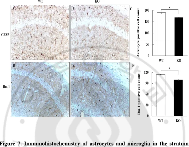 Figure  7.  Immunohistochemistry  of  astrocytes  and  microglia  in  the  stratum  radiatum near CA1 of hippocampus