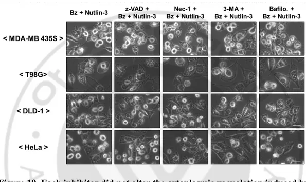 Figure 10. Each inhibitor did not alter the cytoplasmic vacuolation induced by  bortezomib plus nutlin-3 in all the tested cells