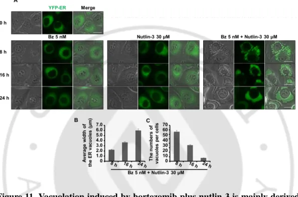 Figure 11. Vacuolation induced by bortezomib plus nutlin-3 is mainly derived  from dilation of the ER