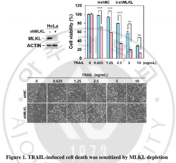 Figure 1. TRAIL-induced cell death was sensitized by MLKL depletion 