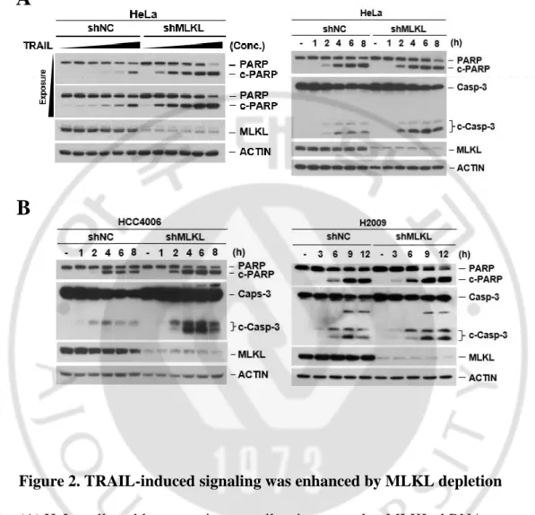 Figure 2. TRAIL-induced signaling was enhanced by MLKL depletion 
