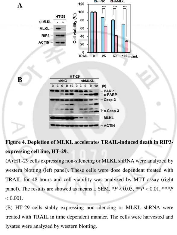 Figure 4. Depletion of MLKL accelerates TRAIL-induced death in RIP3- RIP3-expressing cell line, HT-29