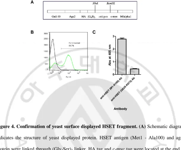 Figure 4. Confirmation of yeast surface displayed HSET fragment. (A) Schematic diagram  indicates  the  structure  of  yeast  displayed  protein