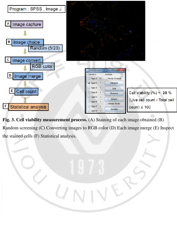 Fig. 3. Cell viability measurement process. (A) Staining of each image obtained (B) 