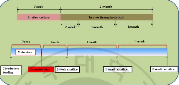 Fig. 4. Experimental schedule. Chondrocyte isolation and culture. Tissue maturation 