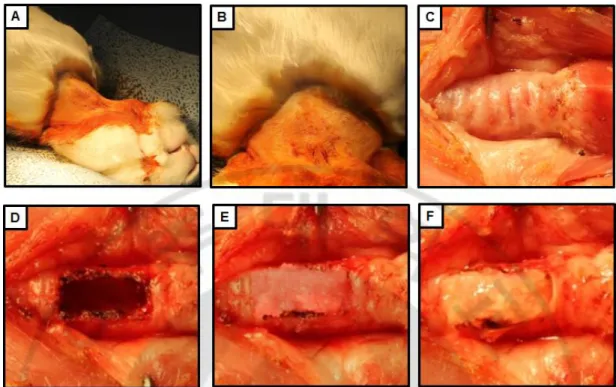 Fig. 6. Scaffold transplantation. (A) 2.5 kg of 14-week-old rabbits after anesthesia, the 