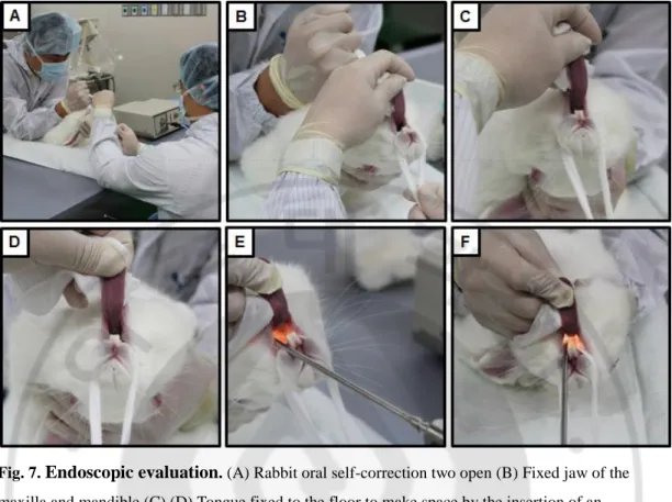 Fig. 7.  Endoscopic evaluation . (A) Rabbit oral self-correction two open (B) Fixed jaw of the  maxilla and mandible (C) (D) Tongue fixed to the floor to make space by the insertion of an  endoscope (E) Endoscope inserted (F) Observe the tracheal internal 