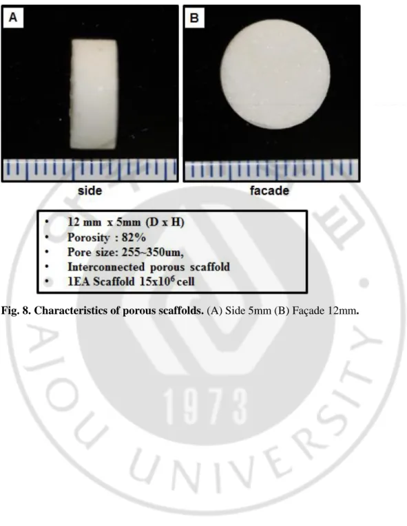Fig. 8. Characteristics of porous scaffolds. (A) Side 5mm (B) Façade 12mm.   