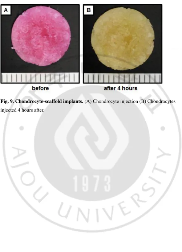 Fig. 9. Chondrocyte-scaffold implants. (A) Chondrocyte injection (B) Chondrocytes 