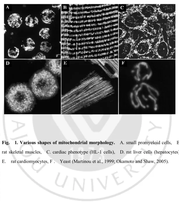 Fig.    1. Various shapes of  mitochondrial  morphology.    A. small promyeloid cells,    B