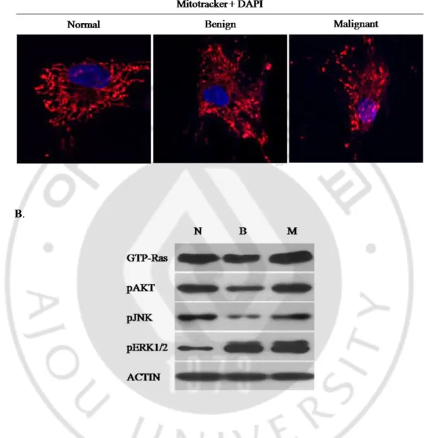 Fig.    3. Mitochondrial  morphology  and  endogenous  ERK1/2  activation  level  in  the 