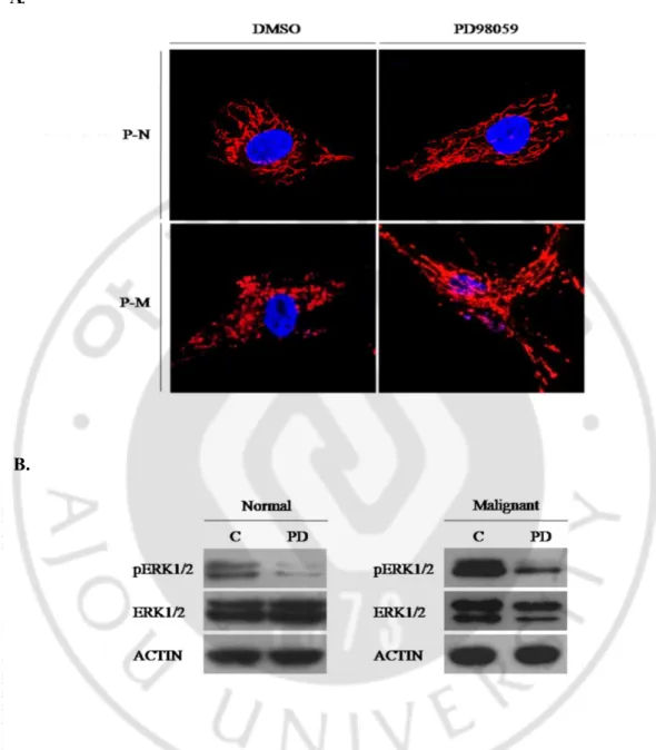 Fig.    4.  Mitochondrial  morphology  change  caused  by  inhibition  of  ERK1/2  activity  in  the  Ras-activated  primary  cells