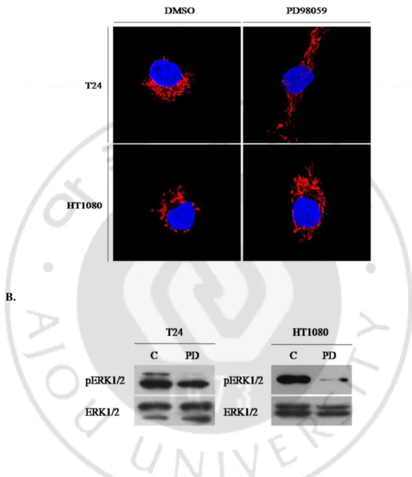 Fig.    5.  Mitochondrial  morphology  change  caused  by  inhibition  of  ERK1/2  activity  in the cell  lines