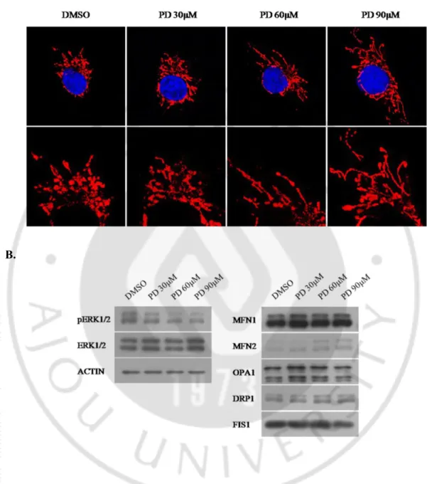 Fig.    6.  Dose-dependent  increase  of  Mfn2  level  and  mitochondrial  elongation  caused  by  inhibition  of  ERK1/2  activity  in  HT0180  cells