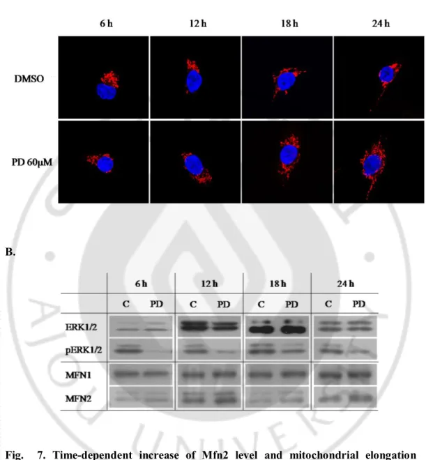 Fig.    7.  Time-dependent  increase  of  Mfn2  level  and  mitochondrial  elongation  caused  by  inhibition  of  ERK1/2  activity  in  HT0180  cells