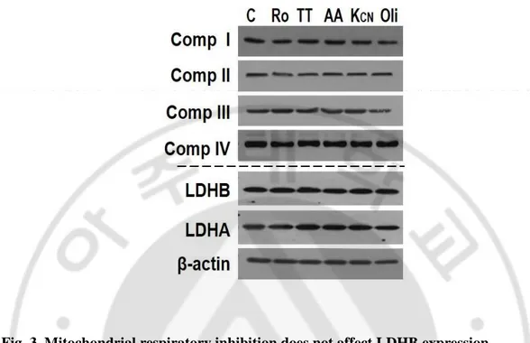 Fig. 3. Mitochondrial respiratory inhibition does not affect LDHB expression. 