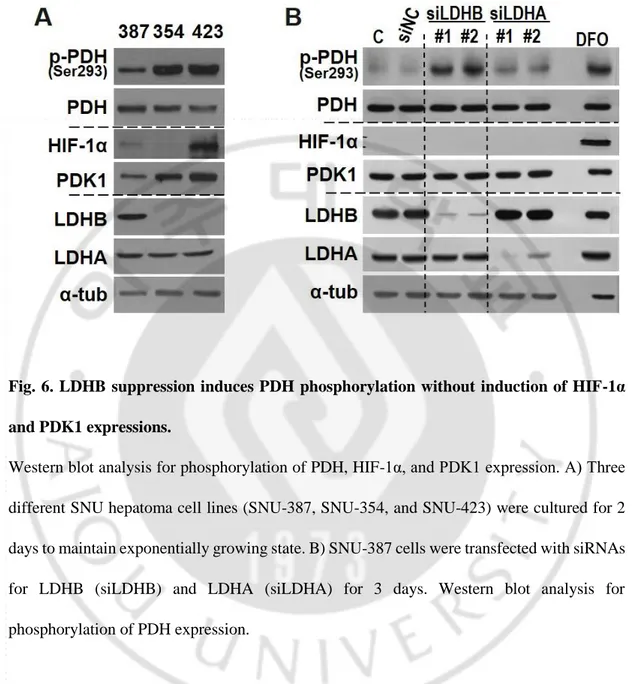 Fig. 6. LDHB suppression induces PDH phosphorylation without induction of HIF-1α  and PDK1 expressions