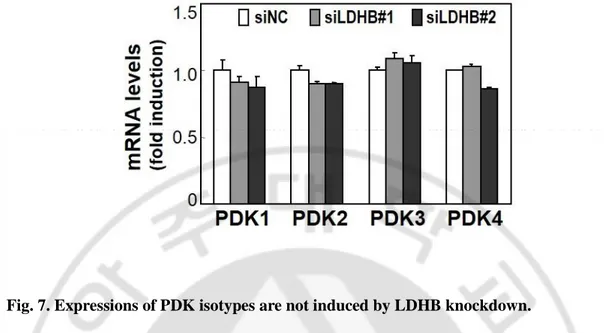 Fig. 7. Expressions of PDK isotypes are not induced by LDHB knockdown. 