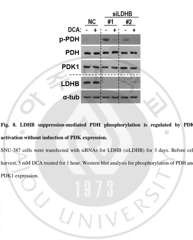 Fig.  8.  LDHB  suppression-mediated  PDH  phosphorylation  is  regulated  by  PDK  activation without induction of PDK expression