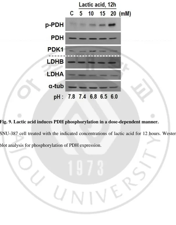 Fig. 9. Lactic acid induces PDH phosphorylation in a dose-dependent manner.   