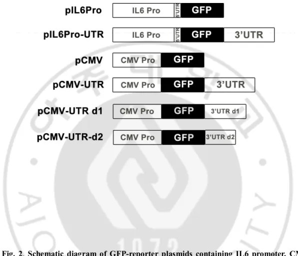 Fig.  2.  Schematic  diagram  of  GFP-reporter  plasmids  containing  IL6  promoter,  CMV  promoter, and/or 3’ UTR sequences of IL6 genes